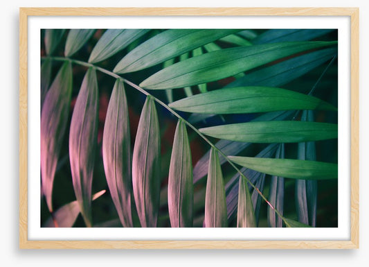 Sunset in the jungle