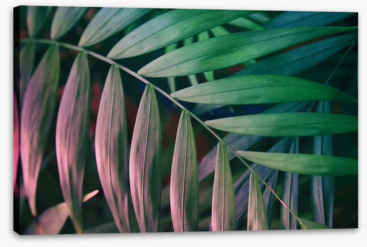 Sunset in the jungle