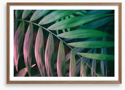 Sunset in the jungle