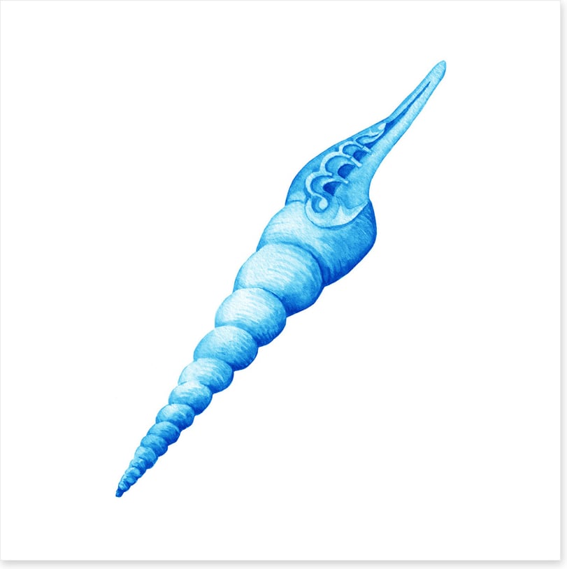 Blue spiral shell