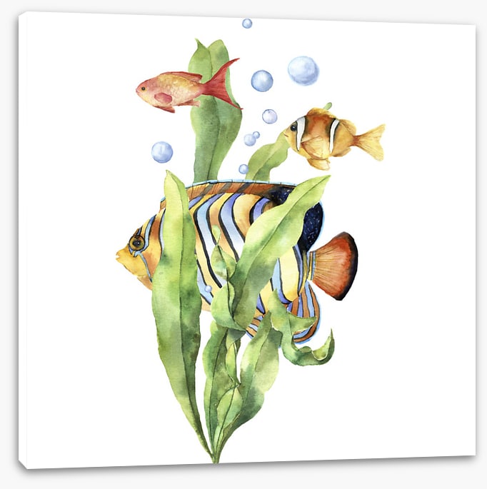 Seaweed swim