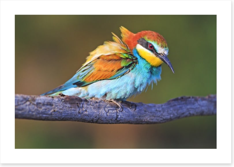 Ruffled feathers
