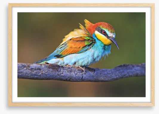 Ruffled feathers