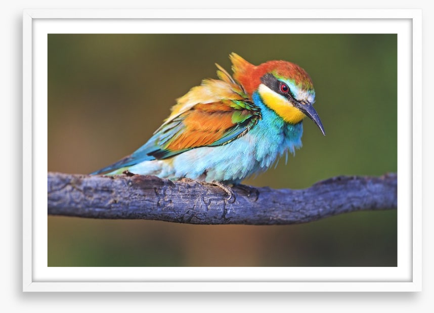 Ruffled feathers