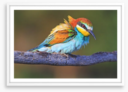 Ruffled feathers