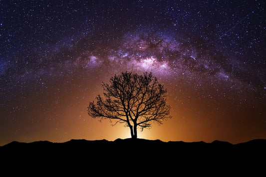 The cosmic tree