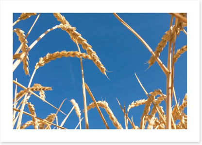 Agriculture