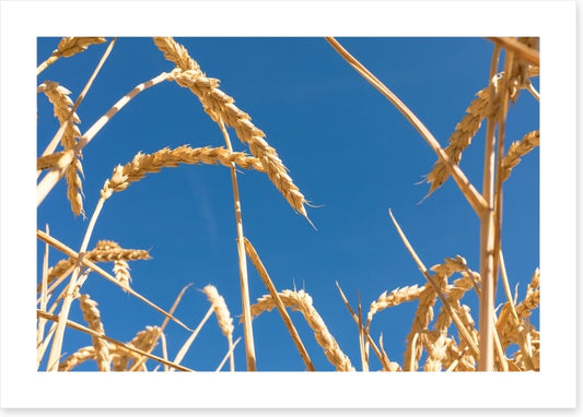 Agriculture