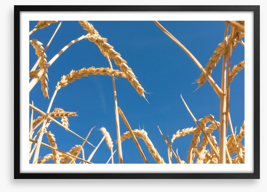Agriculture