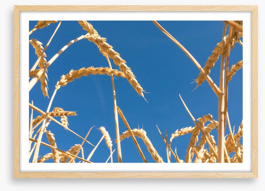 Agriculture
