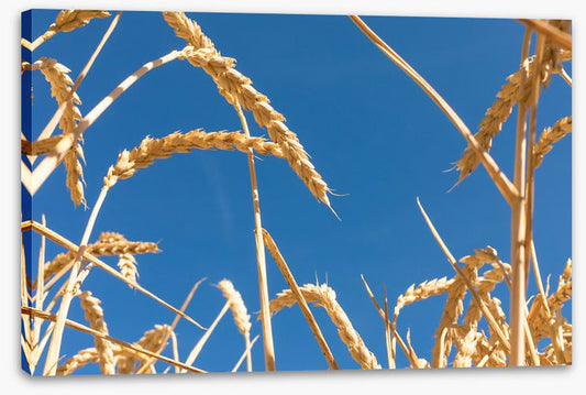 Agriculture