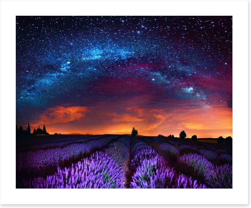 Lavender starlight