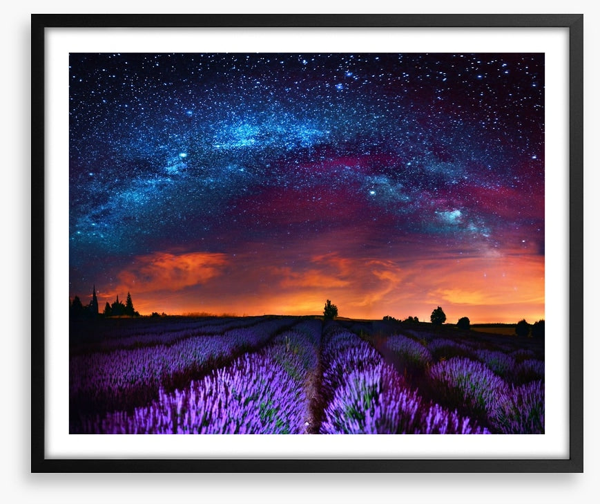 Lavender starlight
