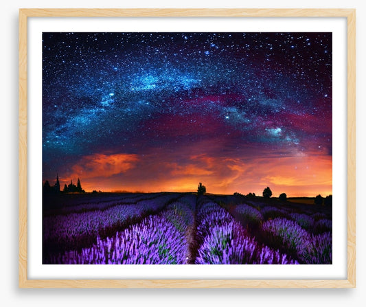 Lavender starlight