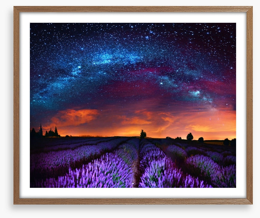 Lavender starlight