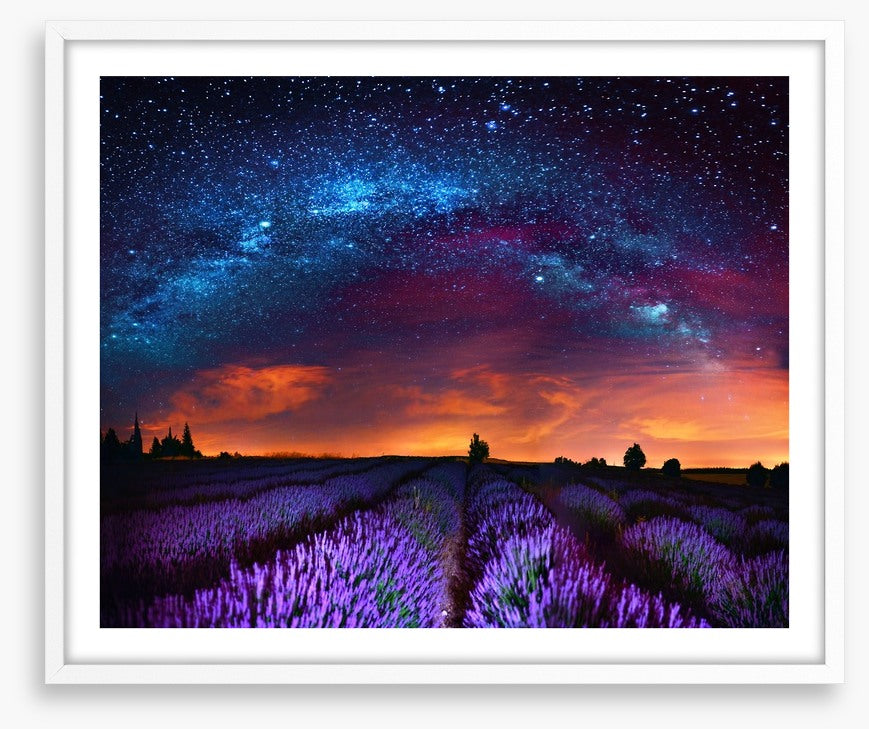 Lavender starlight