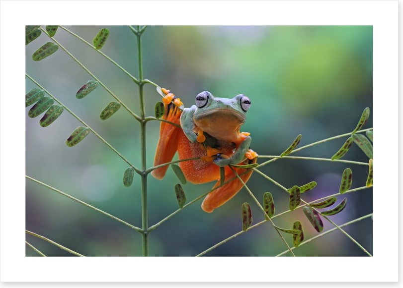 Reptiles / Amphibian