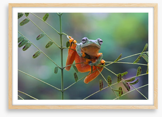 Reptiles / Amphibian