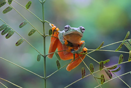 Reptiles / Amphibian