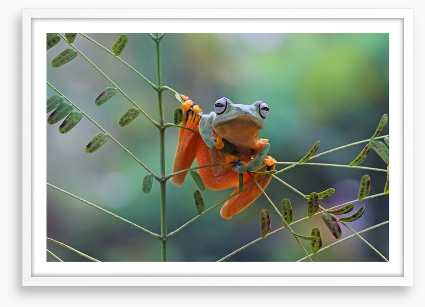 Reptiles / Amphibian