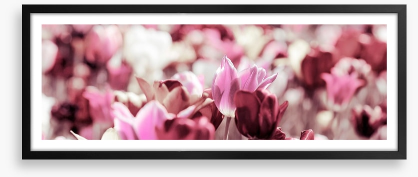 Rose tinted tulips