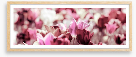 Rose tinted tulips