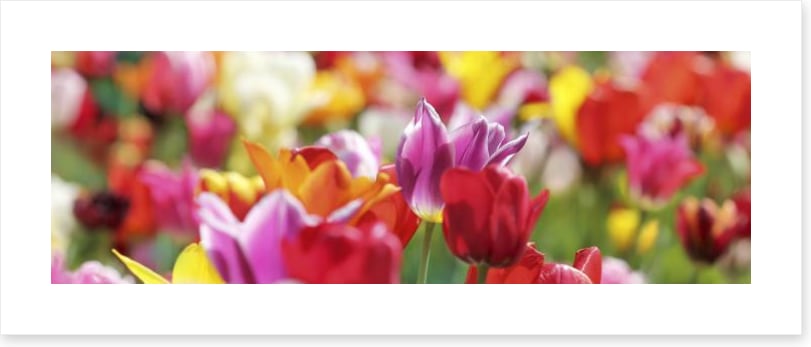 Sunny tulips panorama