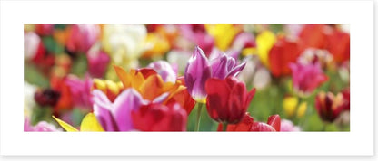 Sunny tulips panorama