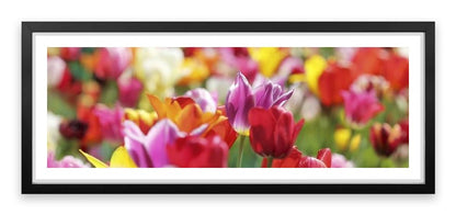 Sunny tulips panorama