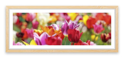Sunny tulips panorama