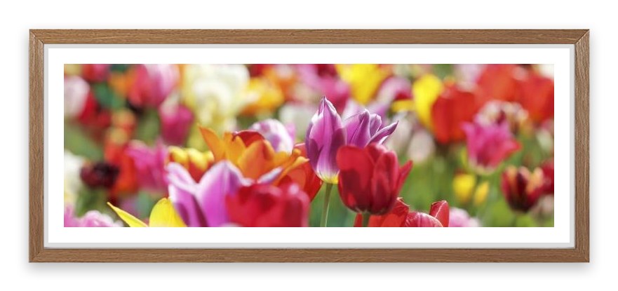 Sunny tulips panorama