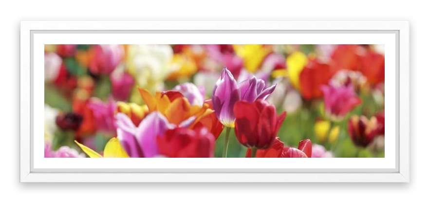 Sunny tulips panorama