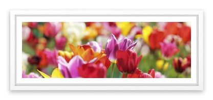 Sunny tulips panorama