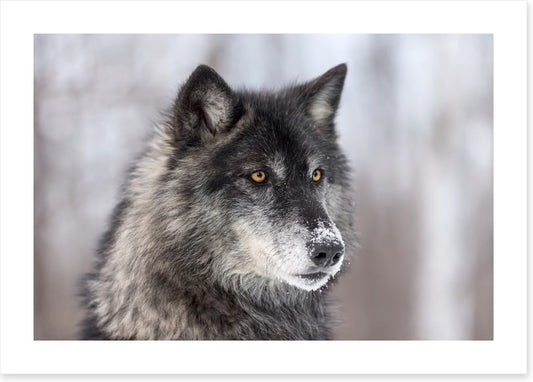 Waiting wolf