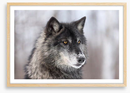 Waiting wolf