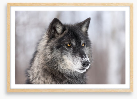 Waiting wolf