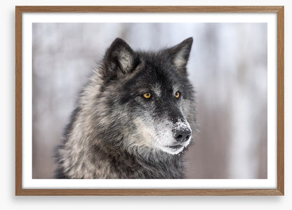 Waiting wolf
