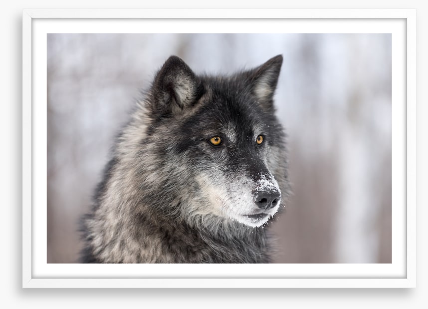 Waiting wolf