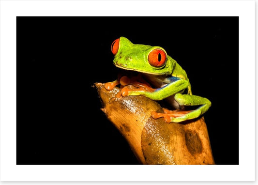 Reptiles / Amphibian