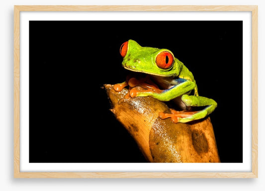 Reptiles / Amphibian