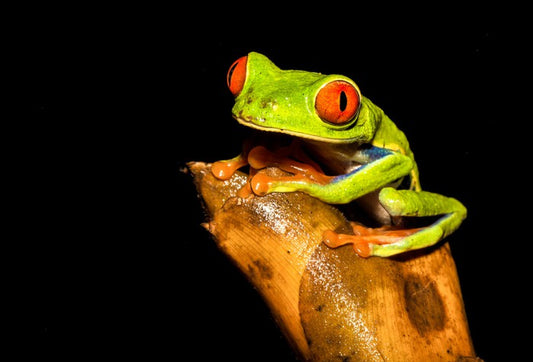 Reptiles / Amphibian