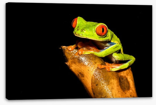 Reptiles / Amphibian