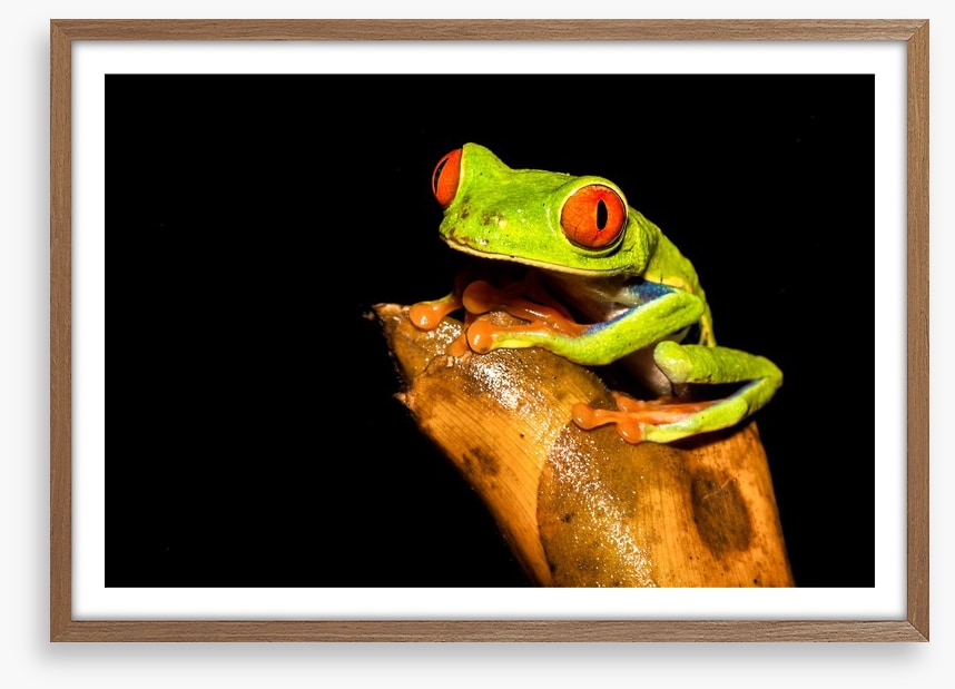 Reptiles / Amphibian