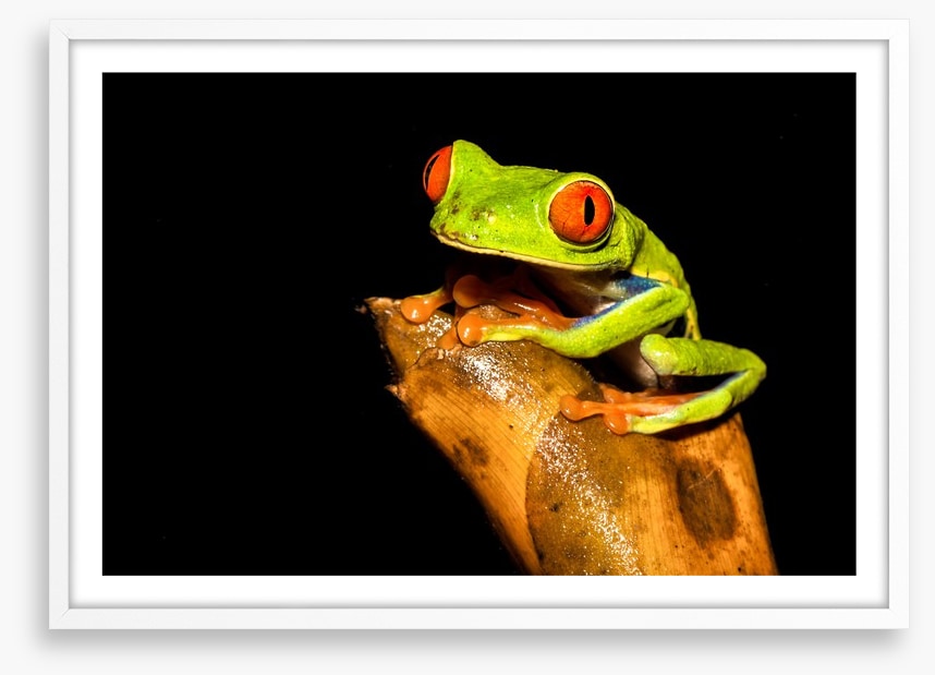 Reptiles / Amphibian
