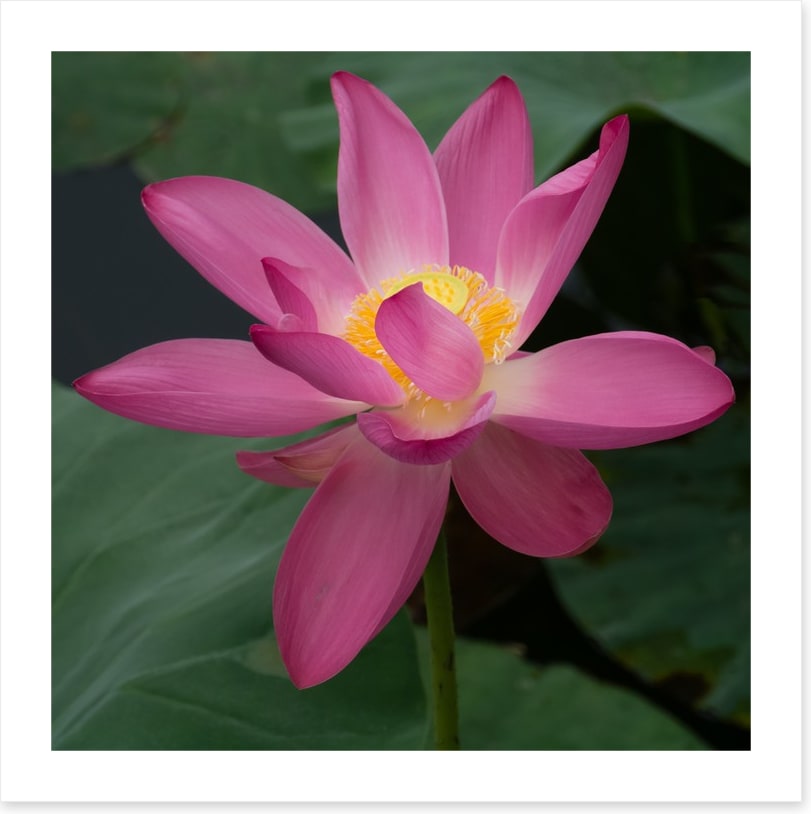Water lily wonder