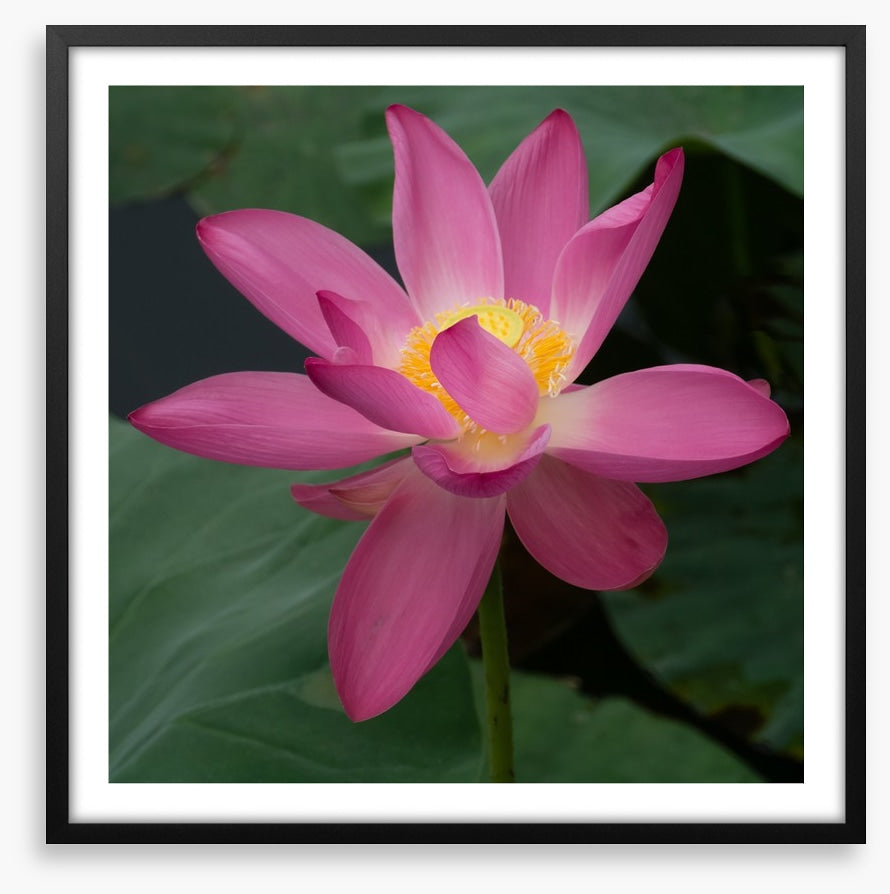 Water lily wonder
