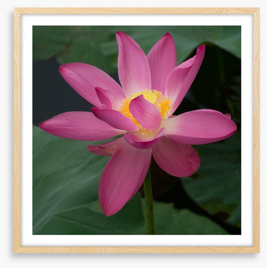 Water lily wonder