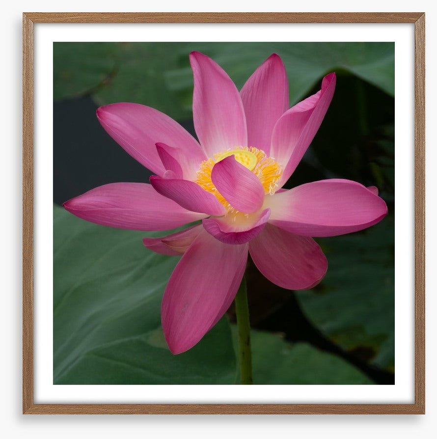 Water lily wonder