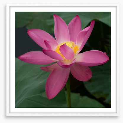 Water lily wonder