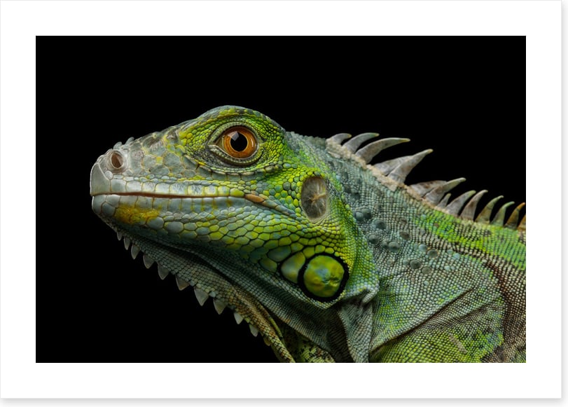 Reptiles